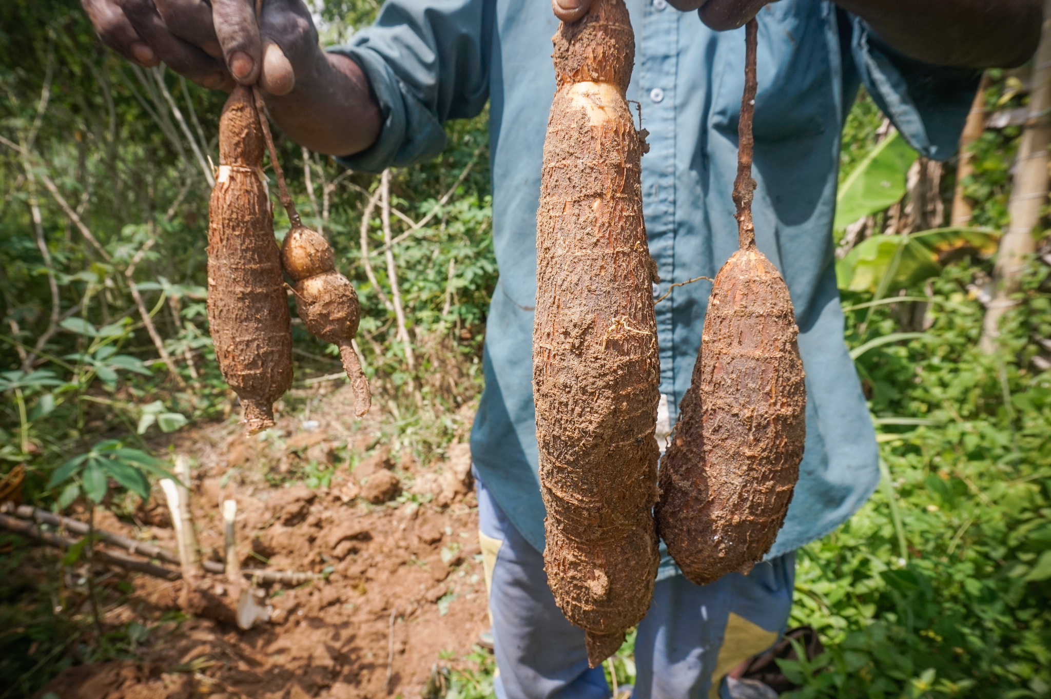 DRC’s Key Food Source Is Under Threat — From a Virus
