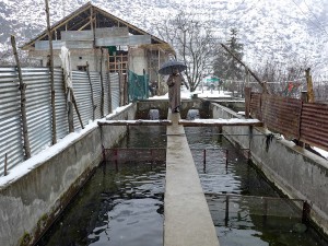 Where Warming Waters Kill Trout, Fish Hospitals Are Hatcheries’ Last Hope