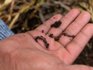 The Unlikely Hero in Chiapas’ Fight to Protect Land? Meet the Red Wiggler