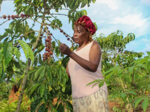 Trouble Brewing: Conflict in Sudan Stirs Concern for Coffee Farmers in Uganda