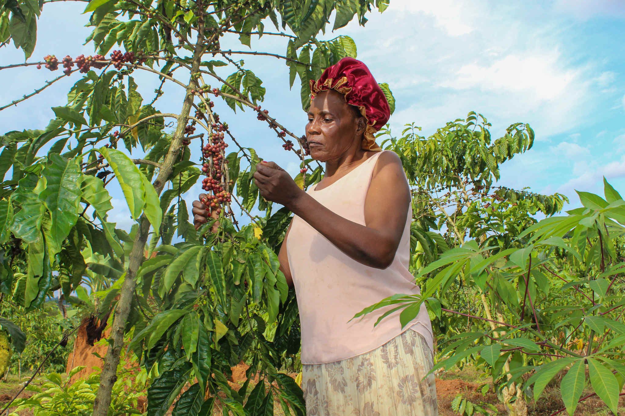 Trouble Brewing: Conflict in Sudan Stirs Concern for Coffee Farmers in Uganda