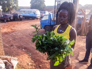 Despite Law, Ugandan Livestock Graze Freely as Owners Go Unpunished