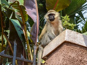 In One Ugandan Village, Residents Grapple With Marauding Monkeys