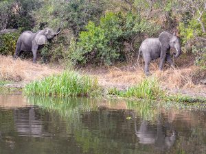 Oil Exploration In Uganda Pushes Elephants And People Dangerously Close Together