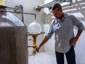 New Harvesting Techniques Bring Hope to Haiti’s Vetiver Farmers