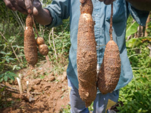 DRC’s Key Food Source Is Under Threat — From a Virus