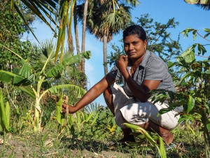 Officials Bet on a Country of Turmeric Growers