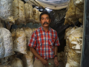 Poisonings from Wild Mushrooms in Mexico Sparks Effort to Grow Safe, Edible Fungi