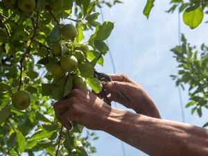 Coronavirus Upends Apple Season in Mexico