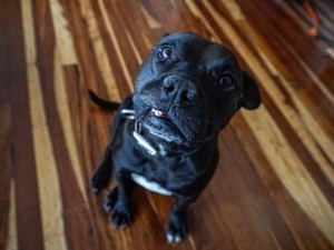 Mexico Dog Shelter Innovates Solution to Lockdown Loneliness