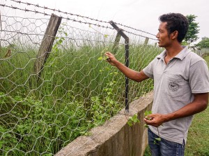 In Nepal, Government, Community Collaboration Boosts Wild Tiger Population