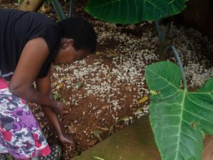 Dearth of Wild Mushrooms Becomes an Opportunity for Farmers